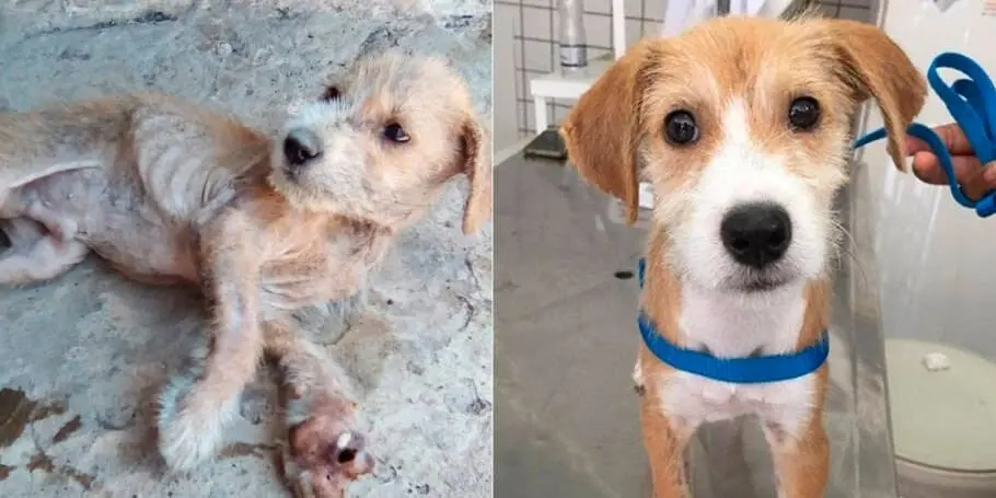 História de resgate da Luna