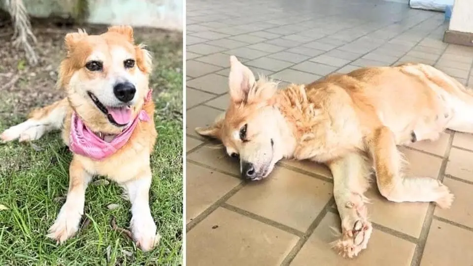 História de resgate da Mel