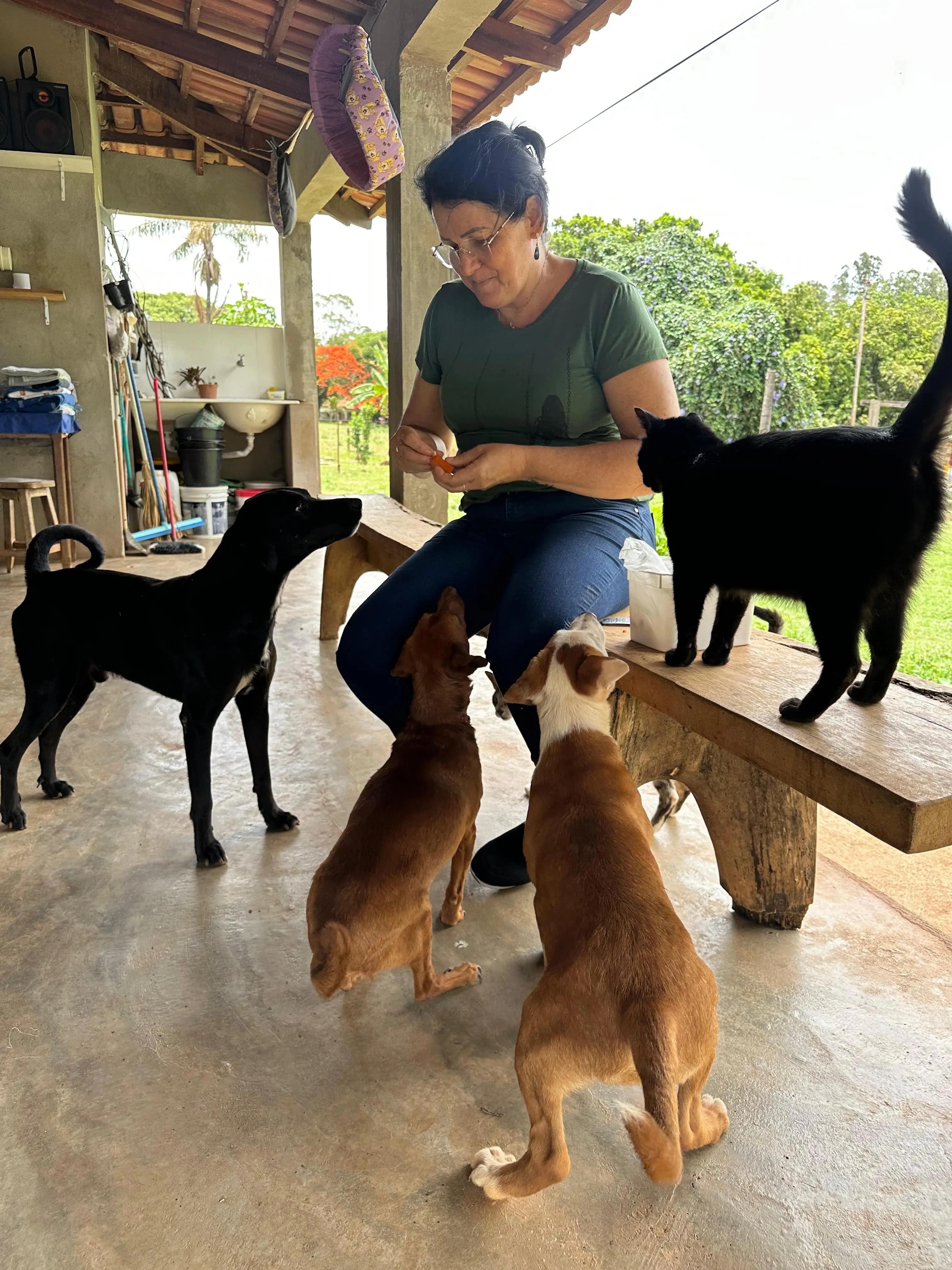 Cão reencontrando confiança