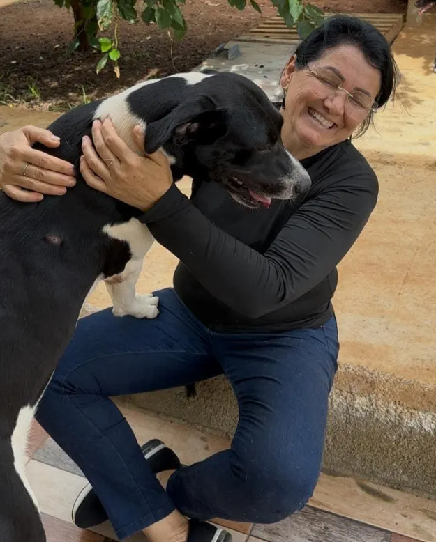 Cão em recuperação ao pôr do sol